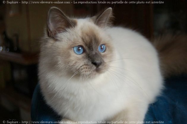 Photo de Sacr de birmanie