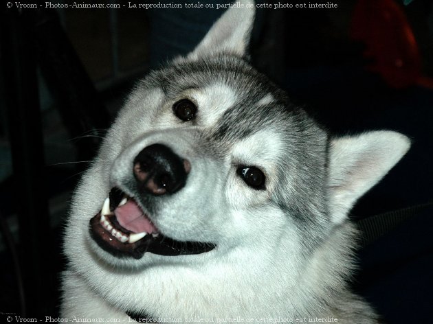 Photo de Husky siberien