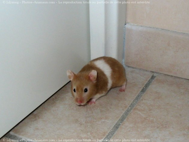 Photo de Hamster