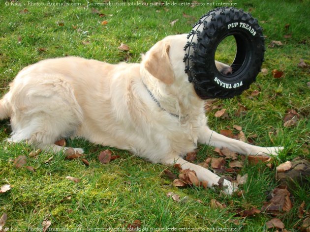 Photo de Golden retriever