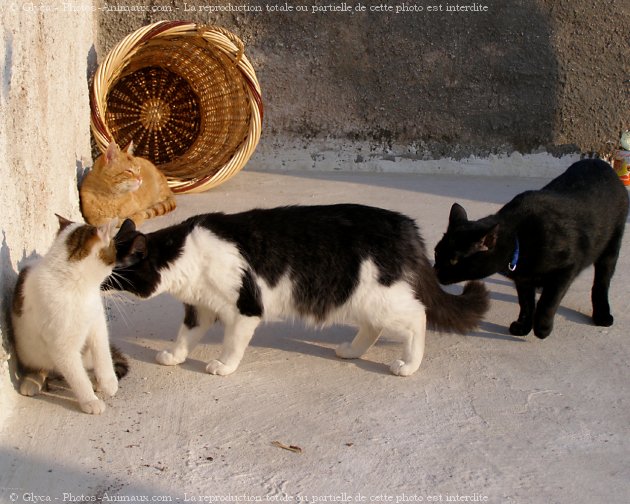 Photo de Chat domestique