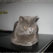 Photo de Chartreux