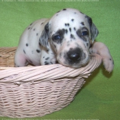 Photo de Dalmatien