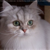 Photo de British longhair