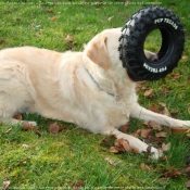 Photo de Golden retriever