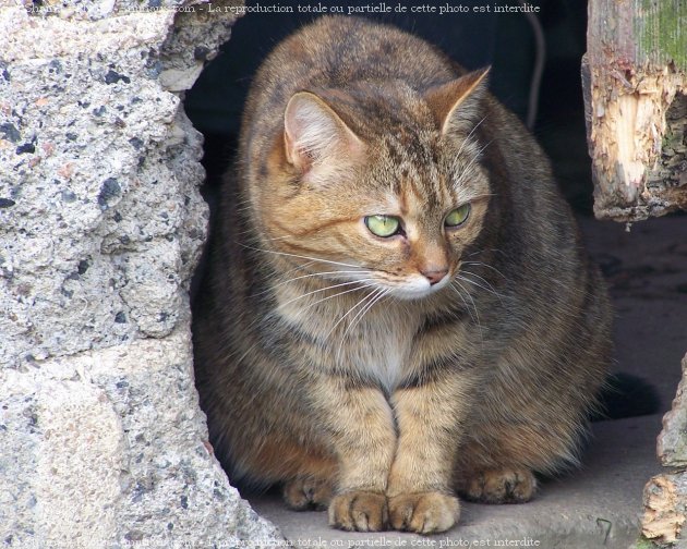 Photo de Chat domestique