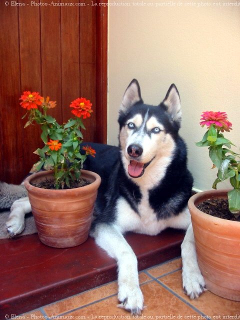 Photo de Husky siberien