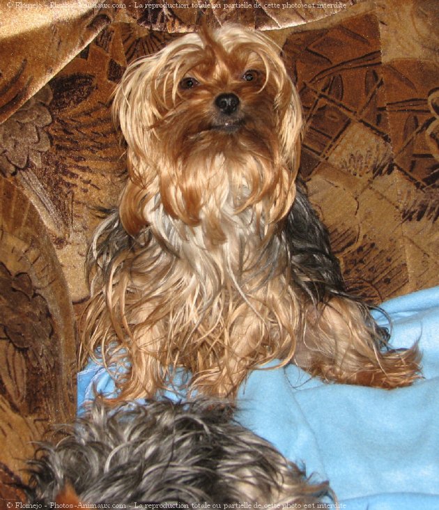 Photo de Yorkshire terrier