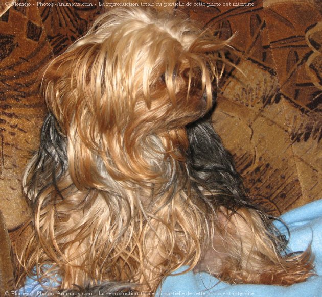 Photo de Yorkshire terrier