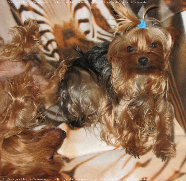 Photo de Yorkshire terrier