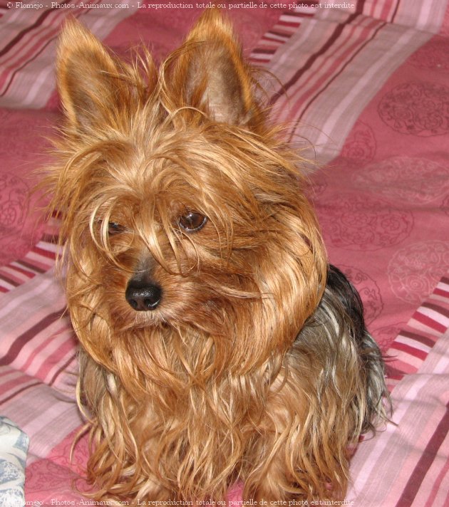 Photo de Yorkshire terrier