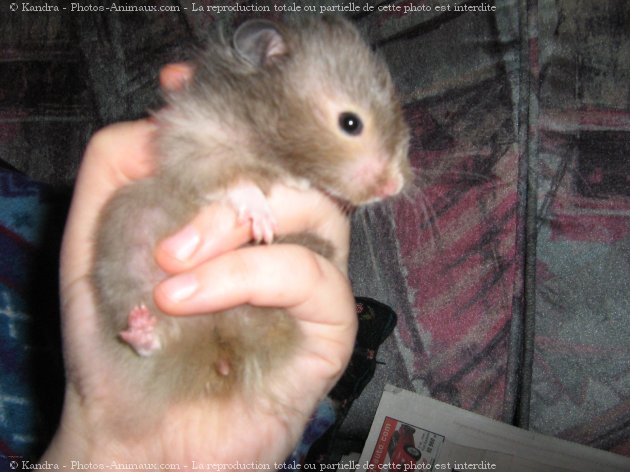 Photo de Hamster