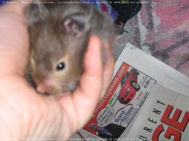 Photo de Hamster