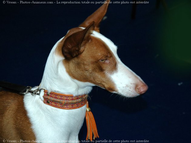 Photo de Podenco d'ibiza poil lisse