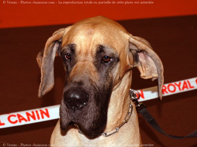 Photo de Dogue allemand