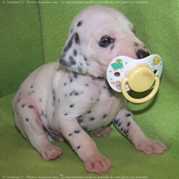 Photo de Dalmatien