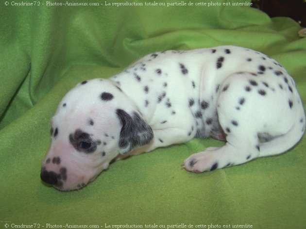 Photo de Dalmatien