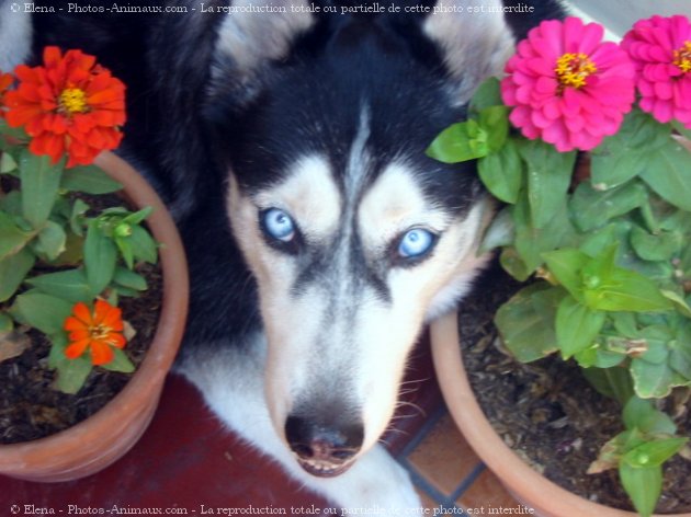 Photo de Husky siberien