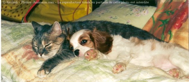 Photo de Cavalier king charles spaniel