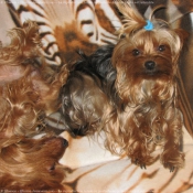 Photo de Yorkshire terrier