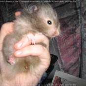 Photo de Hamster