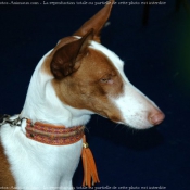 Photo de Podenco d'ibiza poil lisse