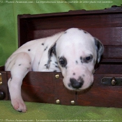 Photo de Dalmatien