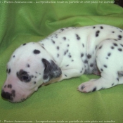 Photo de Dalmatien