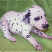 Photo de Dalmatien