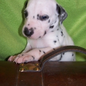 Photo de Dalmatien