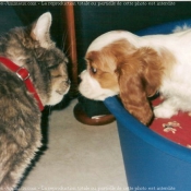 Photo de Cavalier king charles spaniel