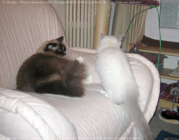 Photo de Ragdoll