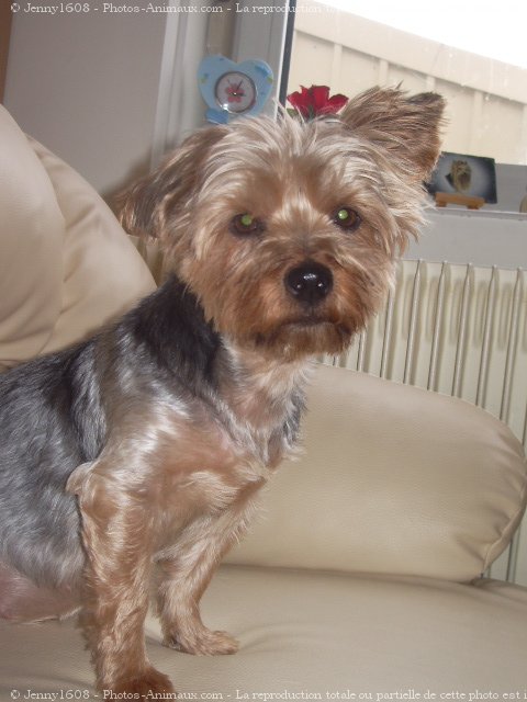 Photo de Yorkshire terrier