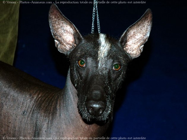 Photo de Xoloitzcuintle taille standard