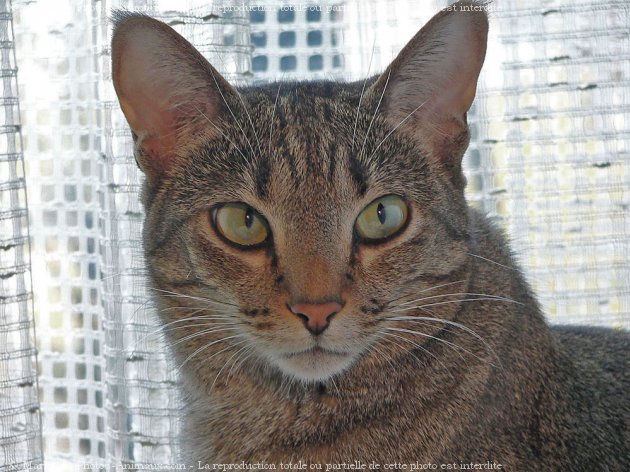 Photo d'Ocicat