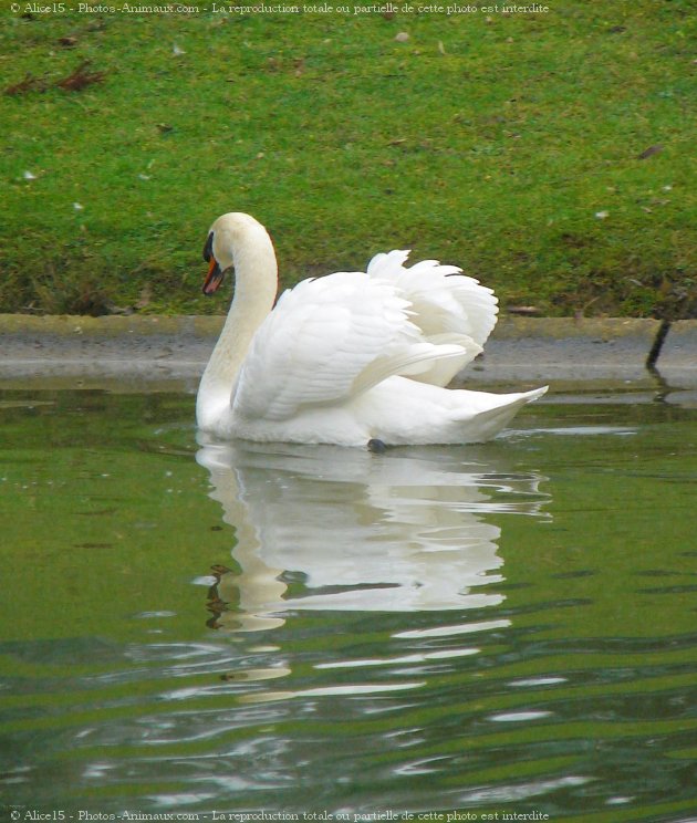 Photo de Cygne