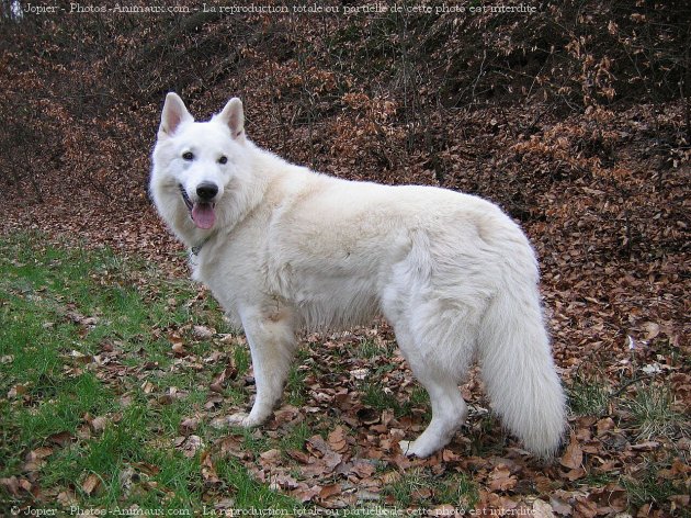 Photo de Berger blanc suisse