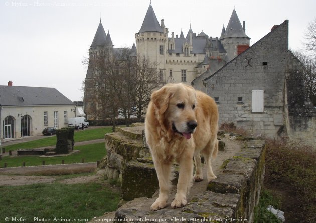 Photo de Golden retriever