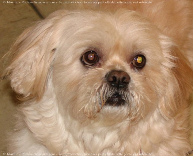 Photo de Lhassa apso