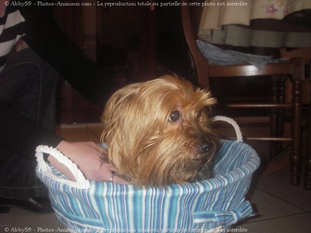 Photo de Yorkshire terrier