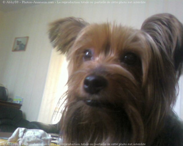 Photo de Yorkshire terrier