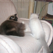 Photo de Ragdoll