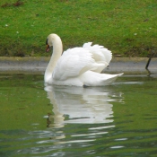 Photo de Cygne