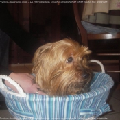 Photo de Yorkshire terrier