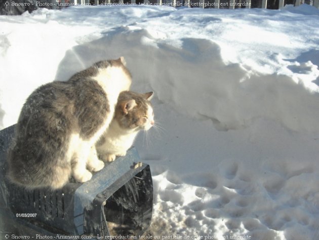 Photo de Chat domestique