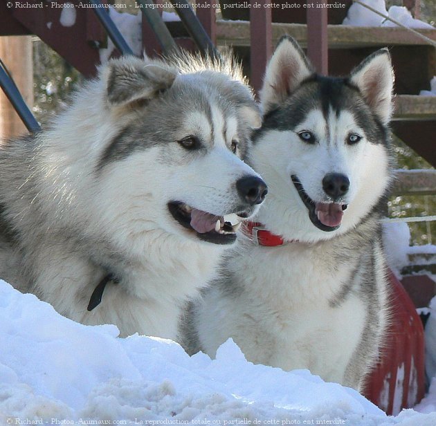 Photo de Races diffrentes