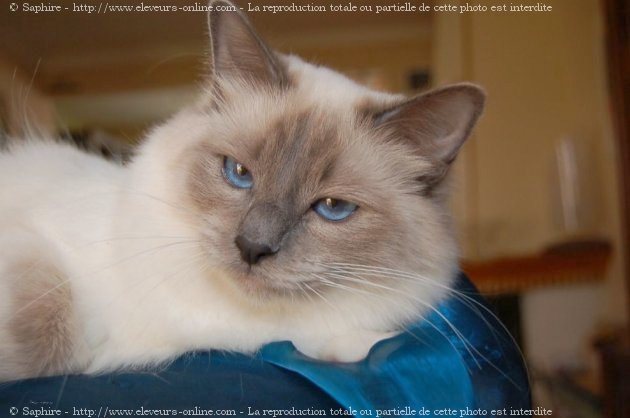 Photo de Sacr de birmanie