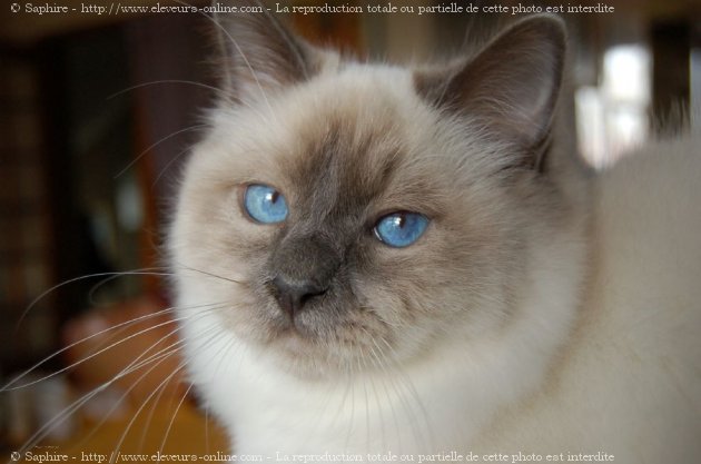 Photo de Sacr de birmanie