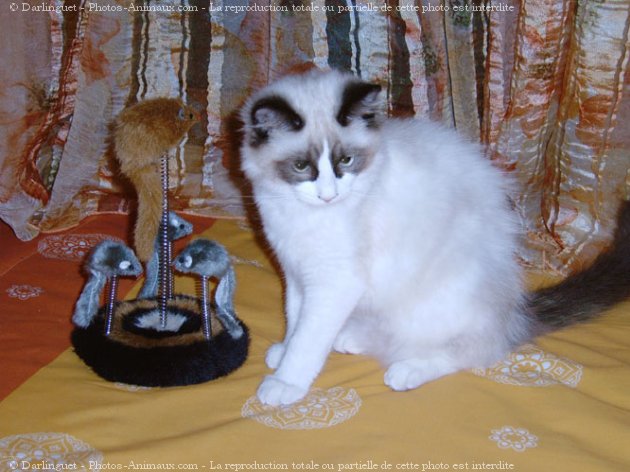 Photo de Ragdoll