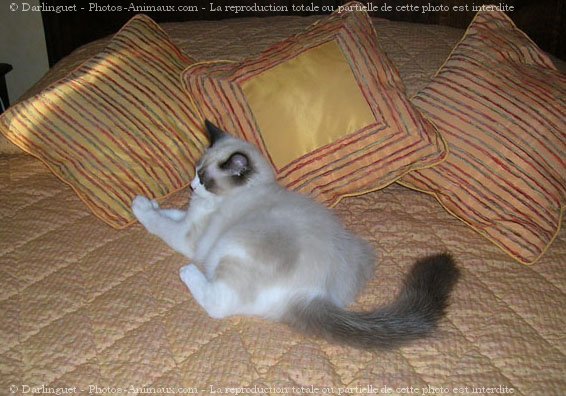 Photo de Ragdoll